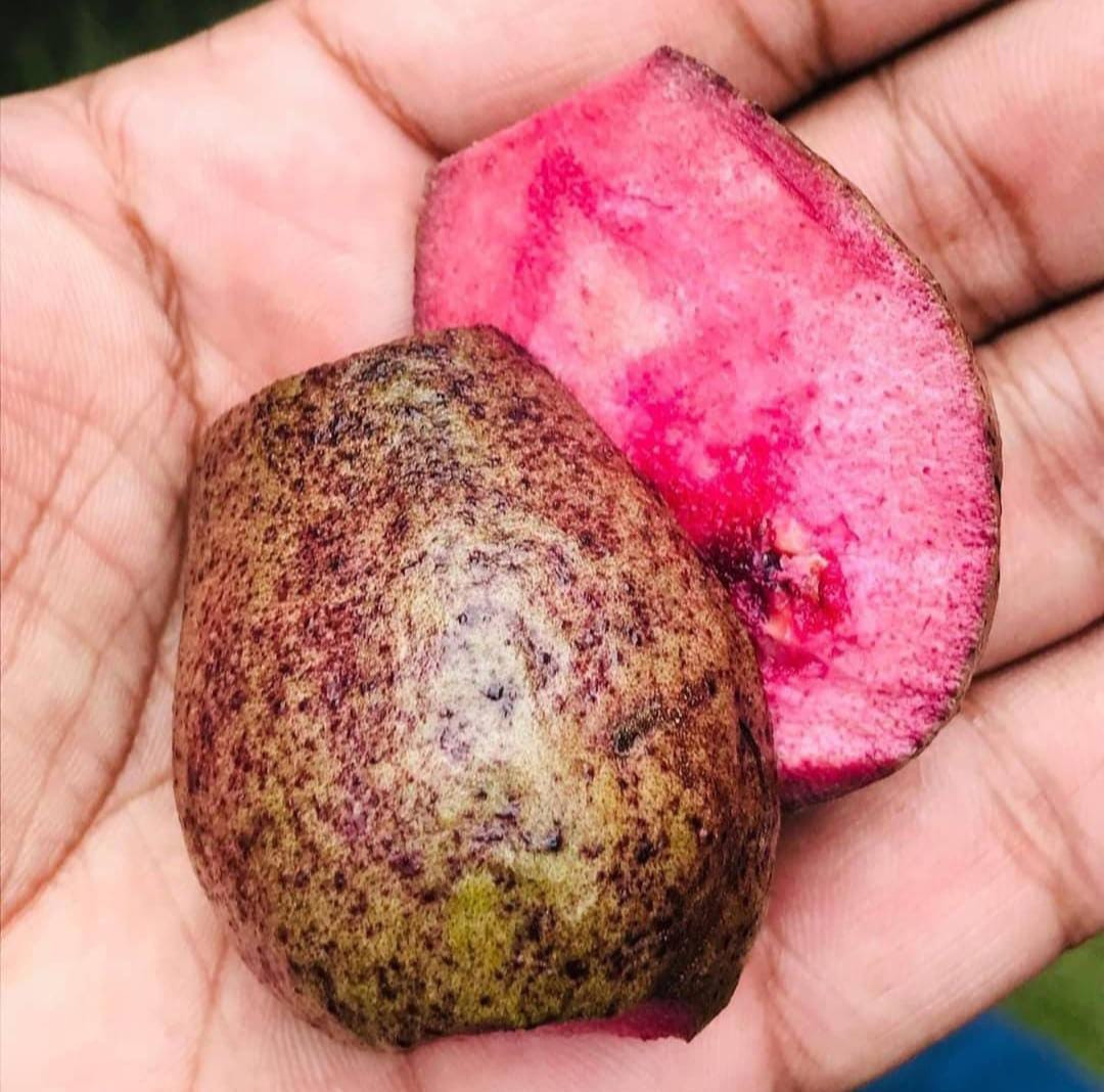 Guava Black Apple Layer