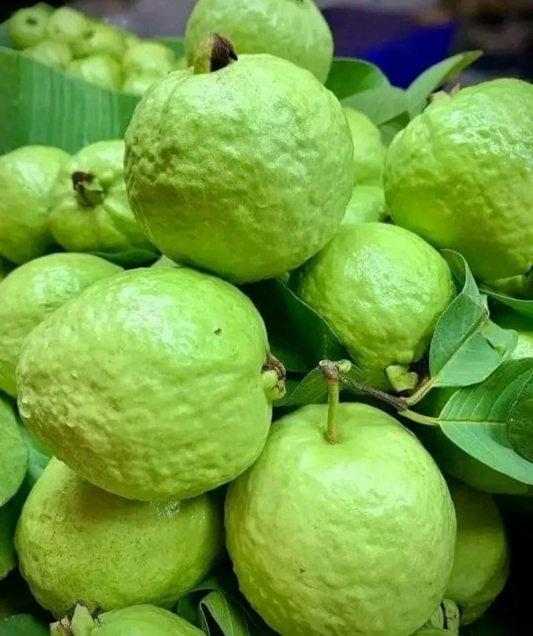 Guava Thai 7 White Layer