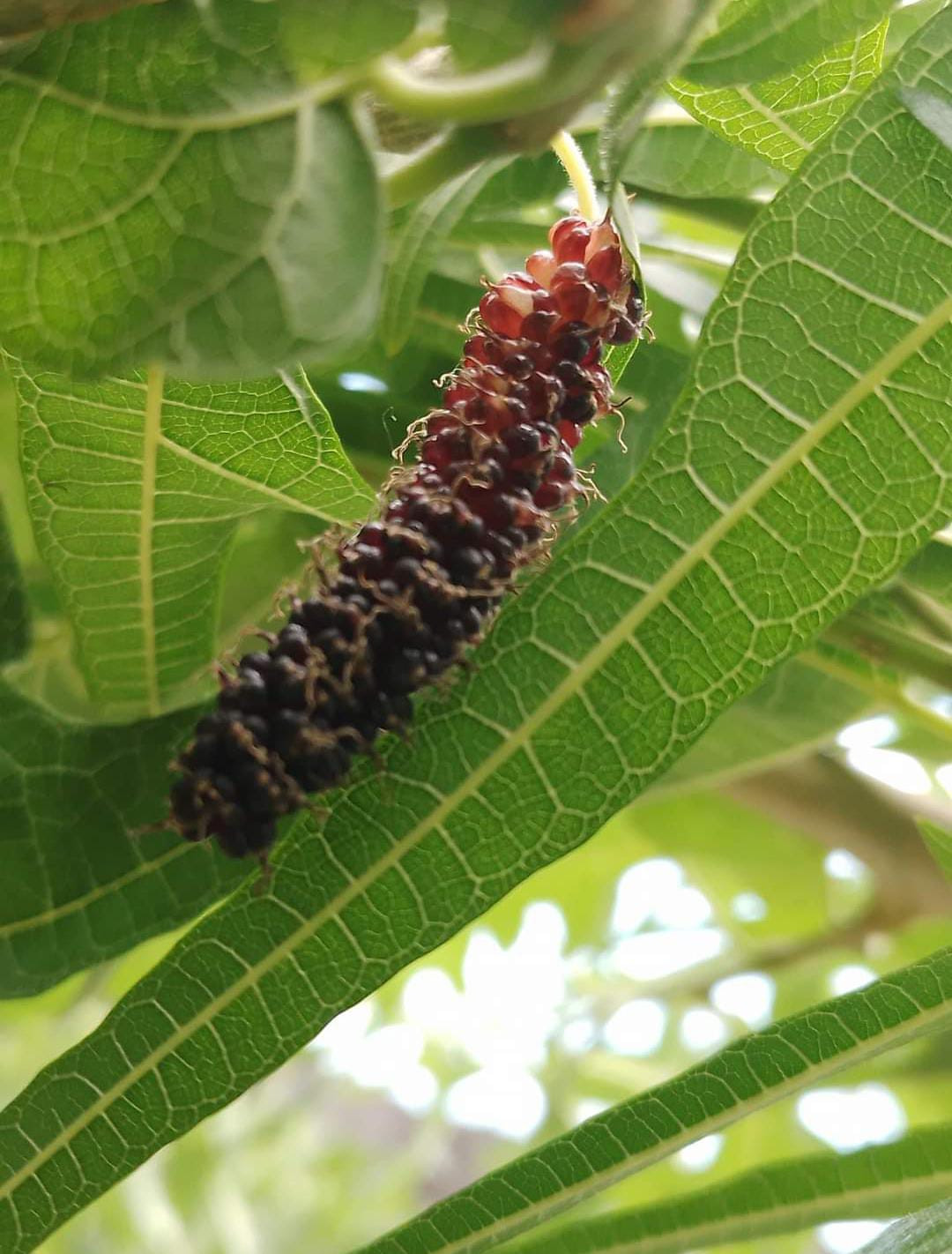 Chicken Claw Long Mulberry  Red Bud