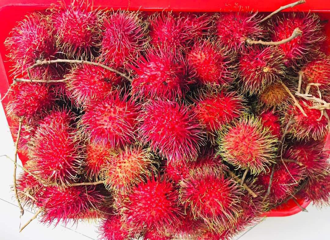 Rambutan KG 10 Bud