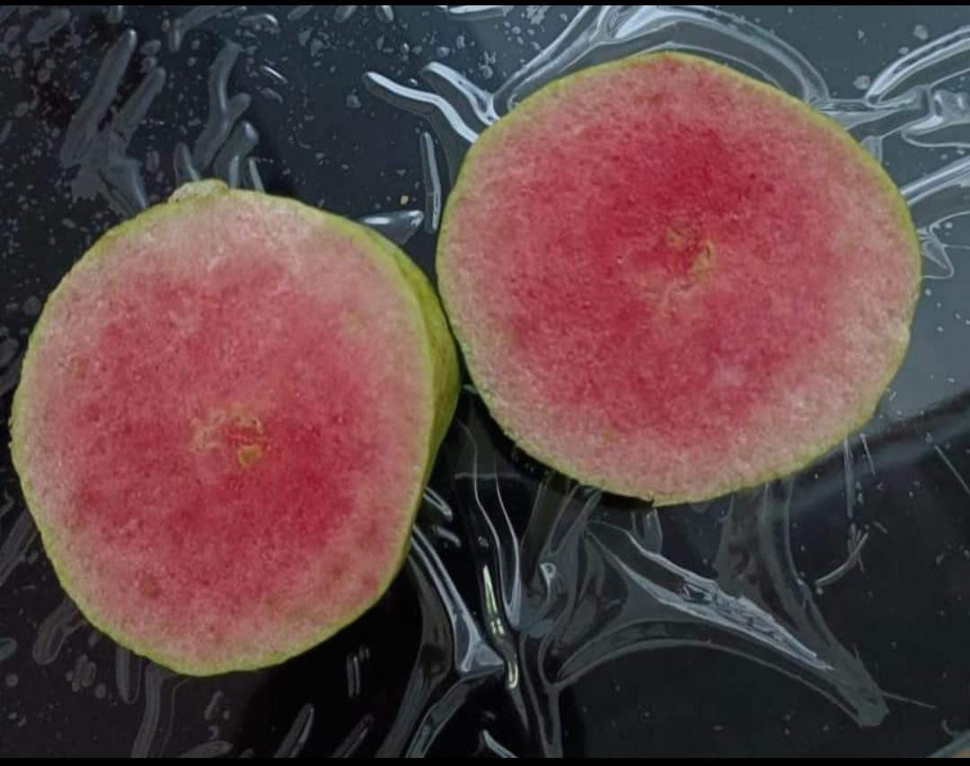 Guava Japan Red Seedless Lyer