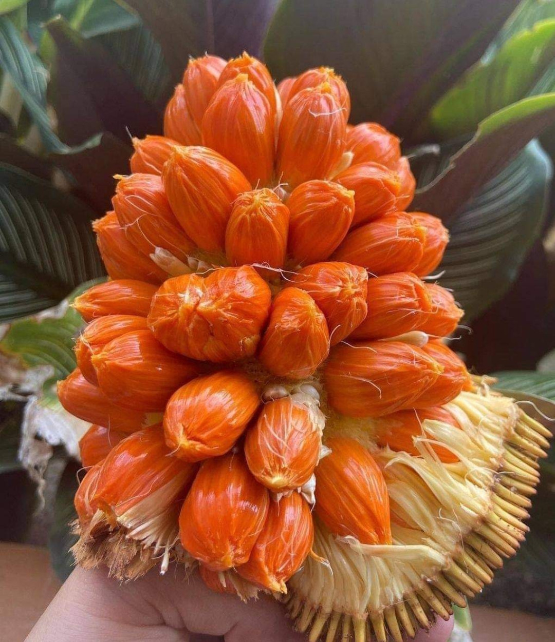 Anjili mentawa red bud