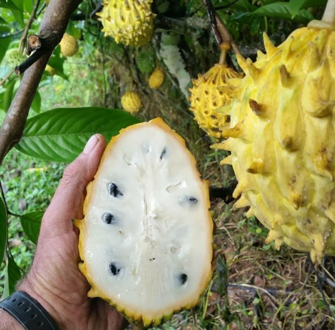 Rollinia BIG size Seedling