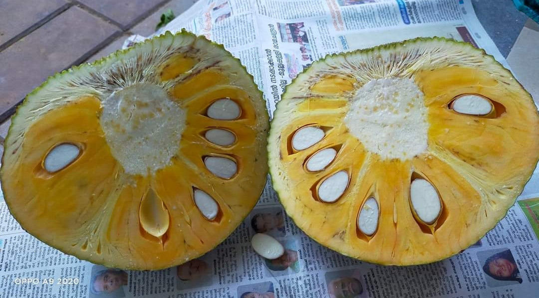 Jack Vietnam super early all season