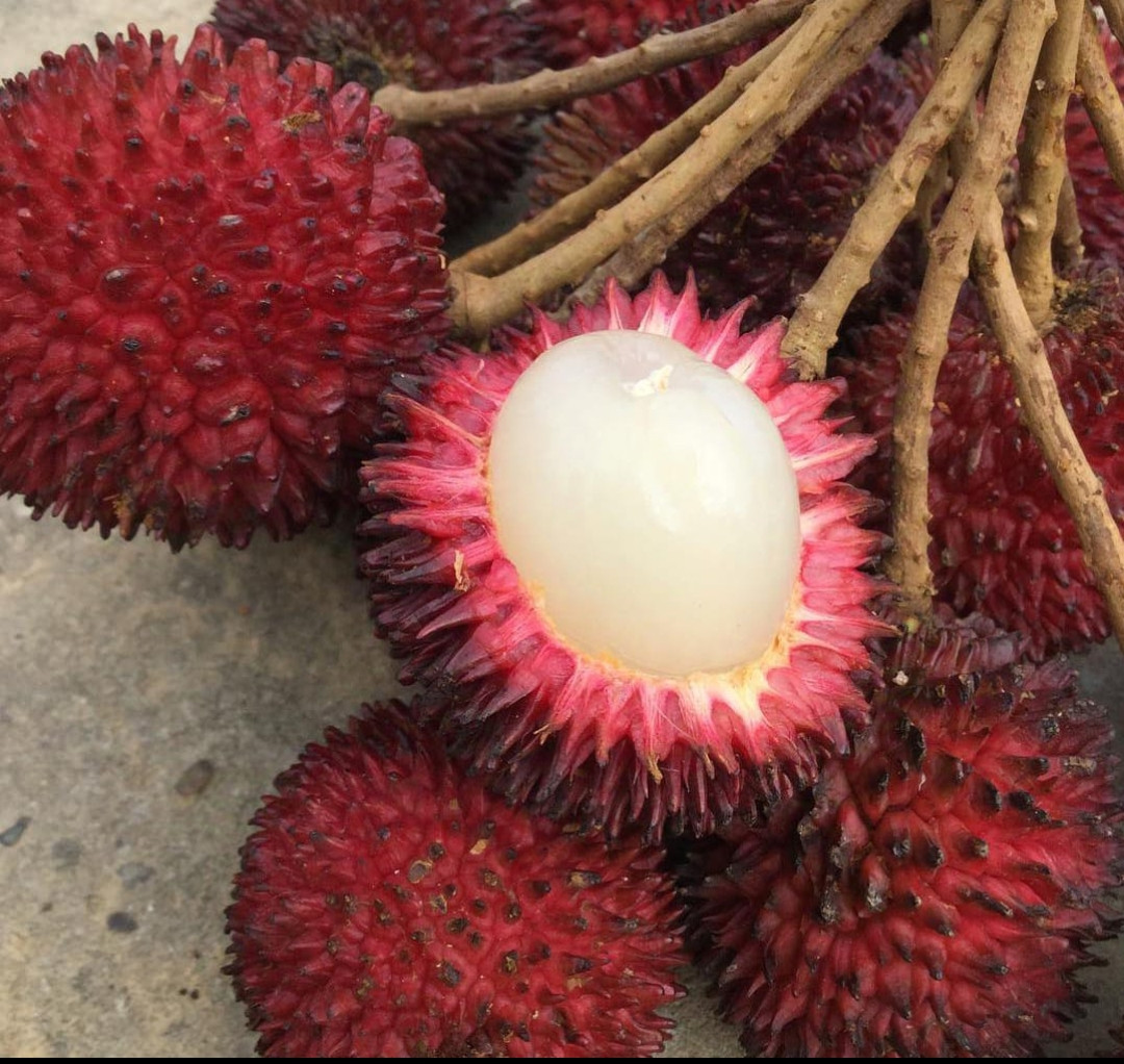 Pulasan bud big size
