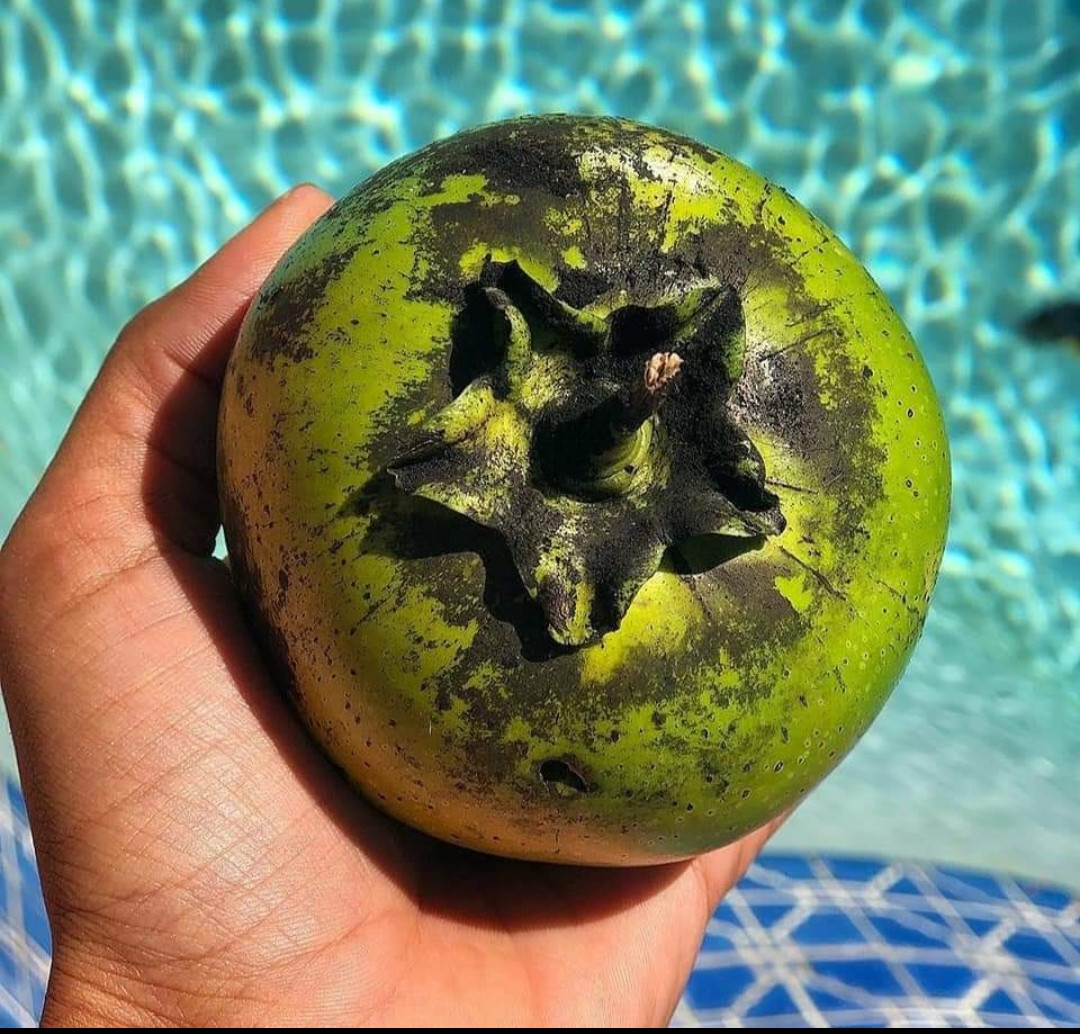 Black sapote seedling