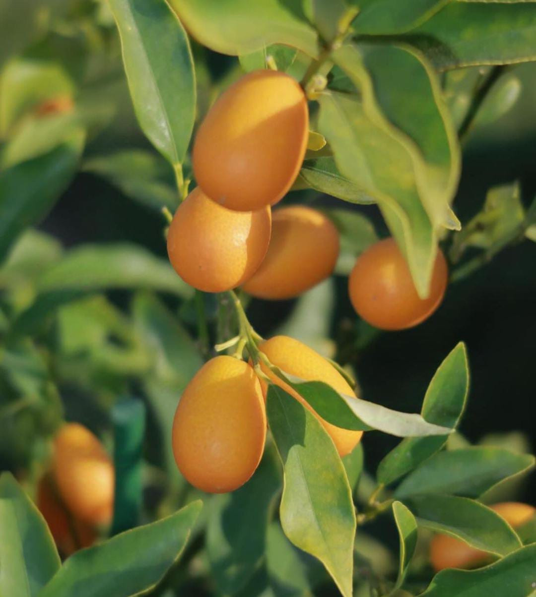 Israel Orange (Kumqat) Graft