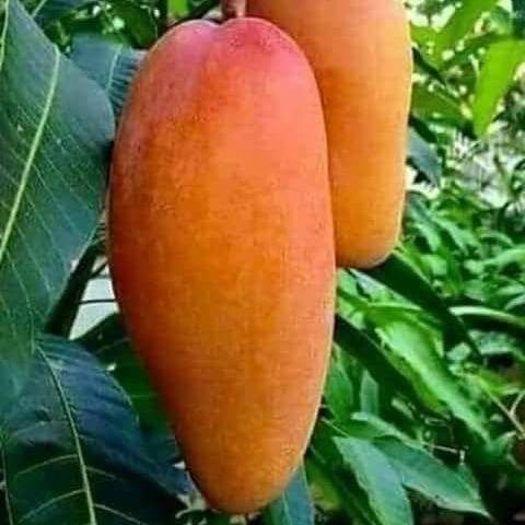 Mango Super Queen Graft