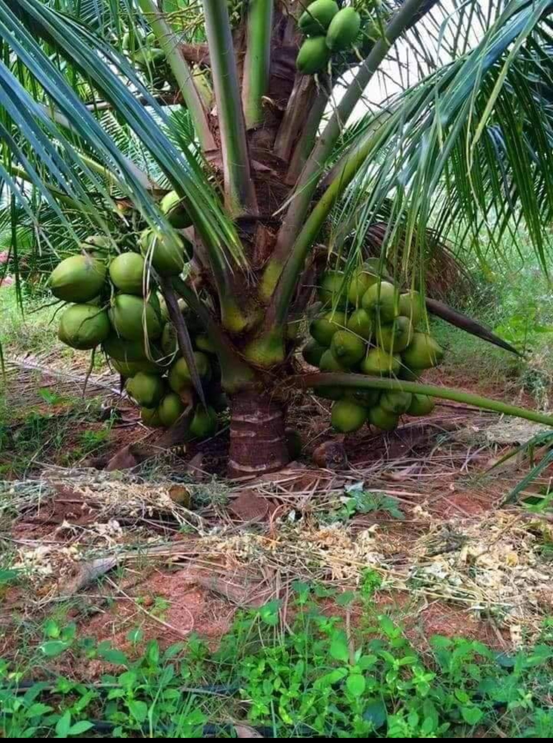 Coconut malaysian dwarf