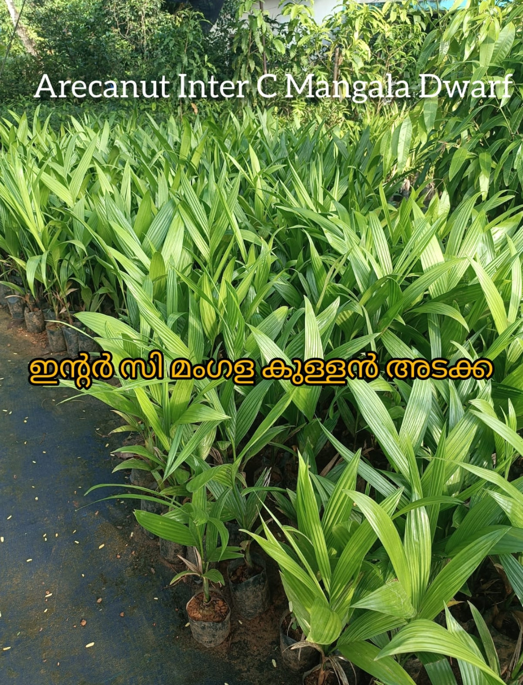 Arecanut Inter C Mangala Dwarf