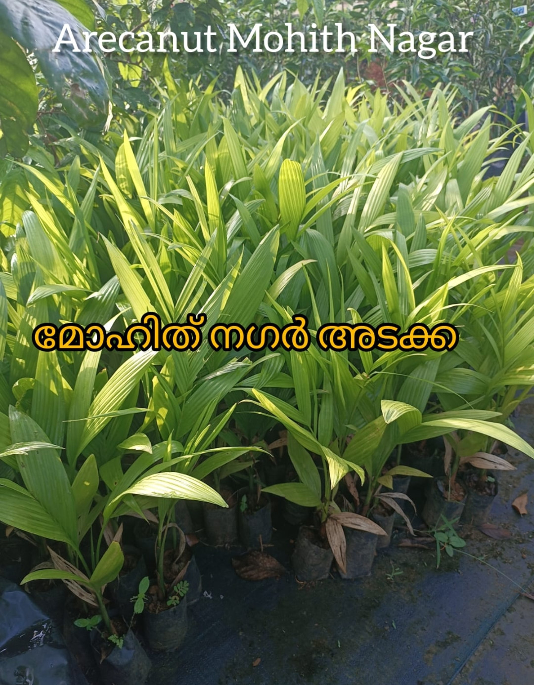 Arecanut Mohith Nagar