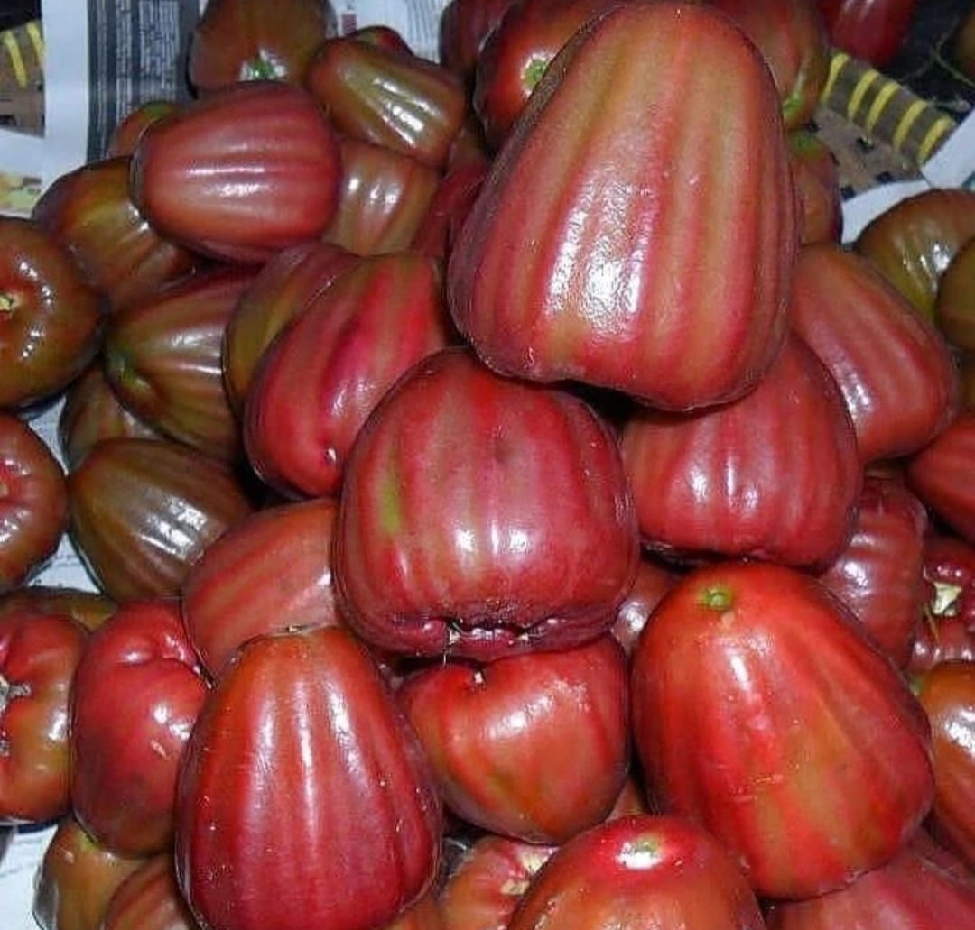 Chamba Dalhari Layer