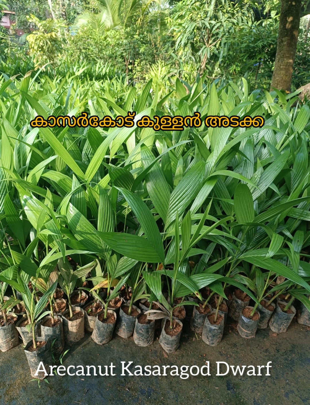 Arecanut Kasaragod Dwarf
