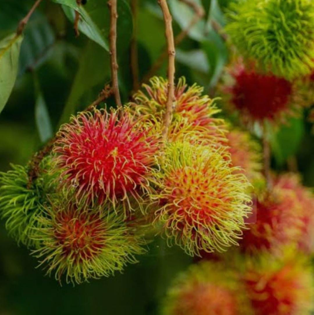 Rambutan Schoolboy Bud