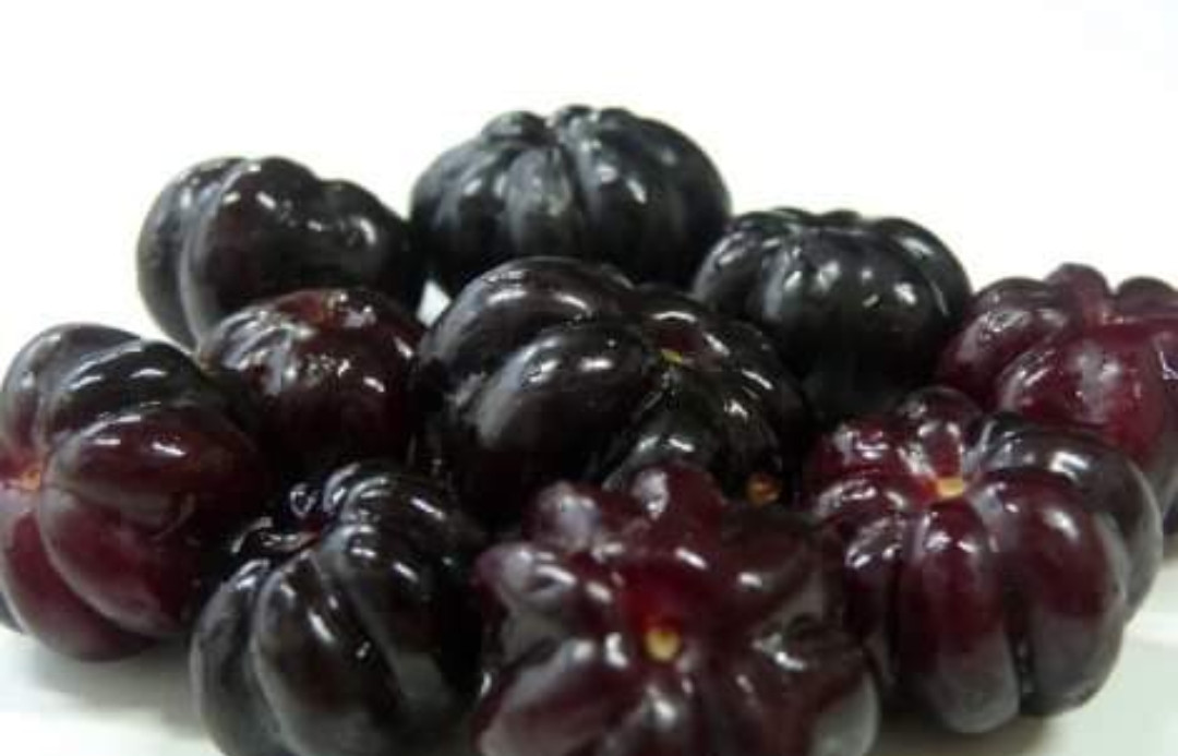 Black surinam cherry