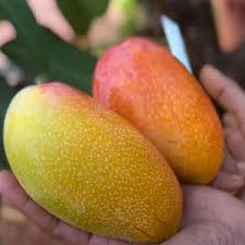 Mango Hong Siang (Red)