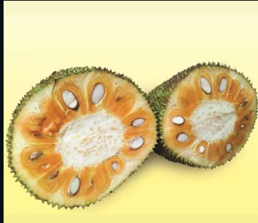 Jack pathamuttam bud