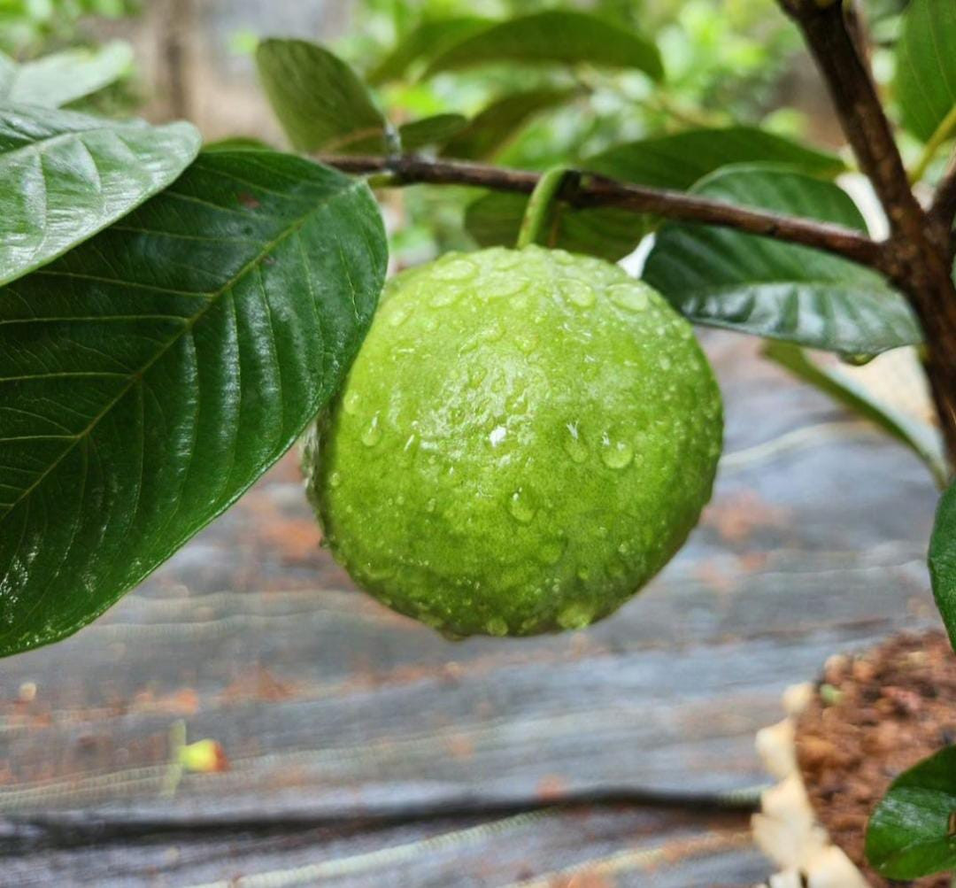 Guava Kilo (KG) White Layer