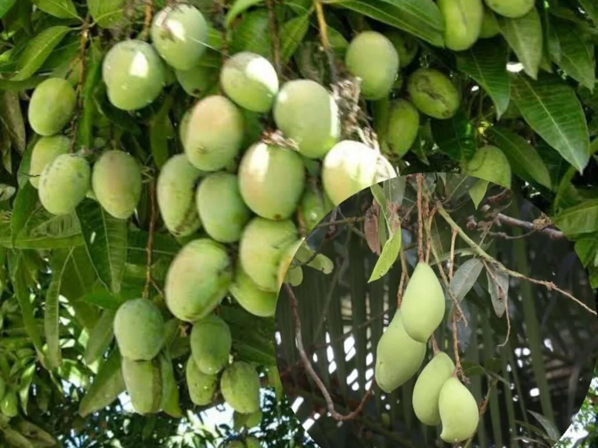 Mango Karpooram Bud