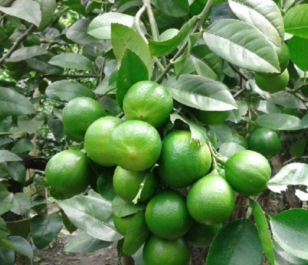 Thai Market Lemon Graft