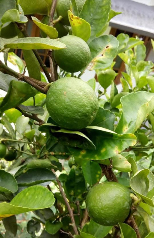 Lemon Cherunarakam Nadan Layer