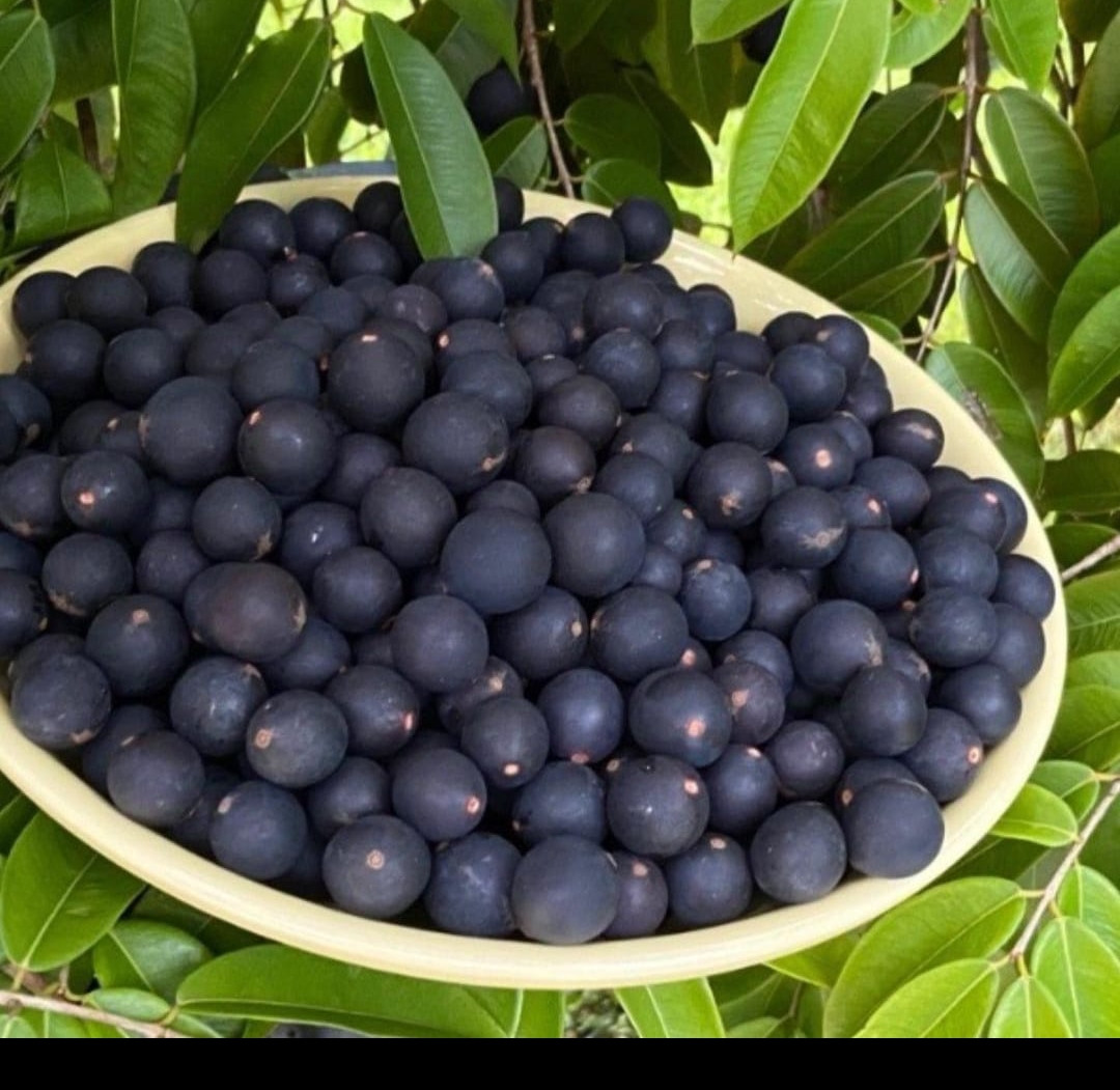 Jaboticaba blue